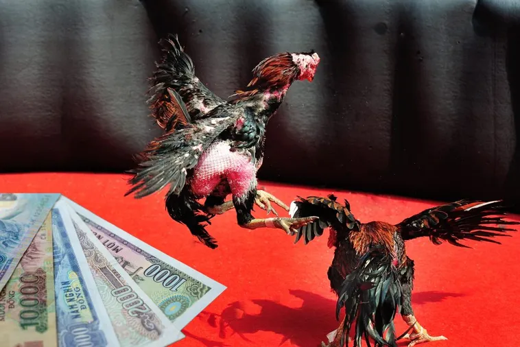 Bí Quyết Chinh Phục Cách Chơi Đá Gà Sabong Tại Vui88 Đỉnh Cao Nhất